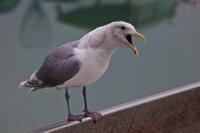 Seagull at Valdez Fishermen Harbor